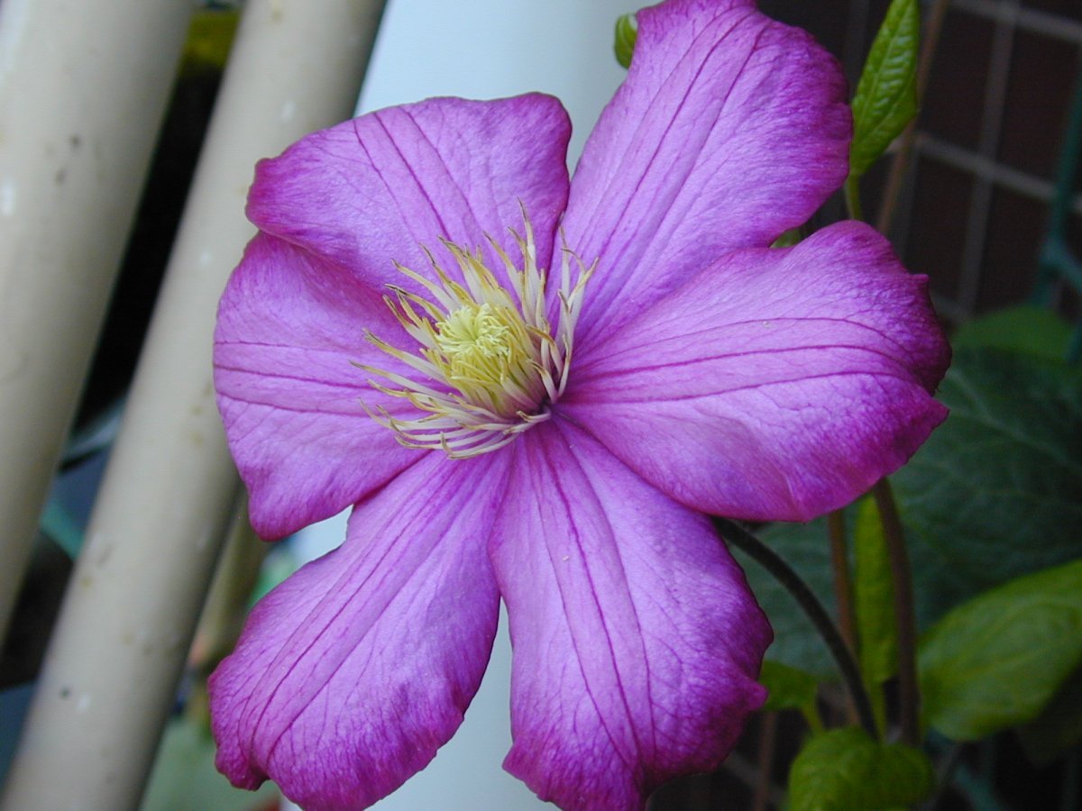 Клематис Виль де Лион крупноцветковый - фото 10