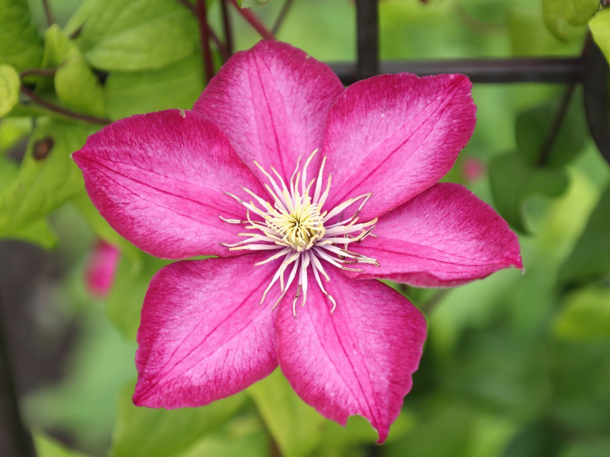 Клематис Виль де Лион крупноцветковый - фото 4