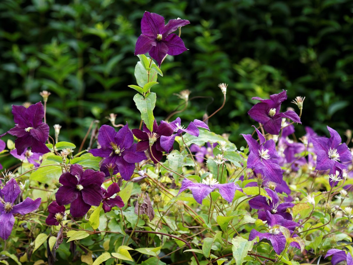 Клематис Этуаль Виолет крупноцветковый - фото 5