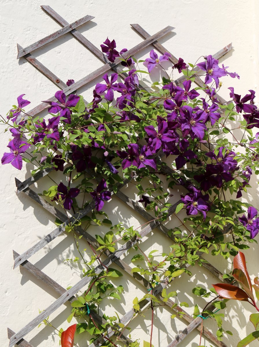 Клематис Этуаль Виолет крупноцветковый - фото 4