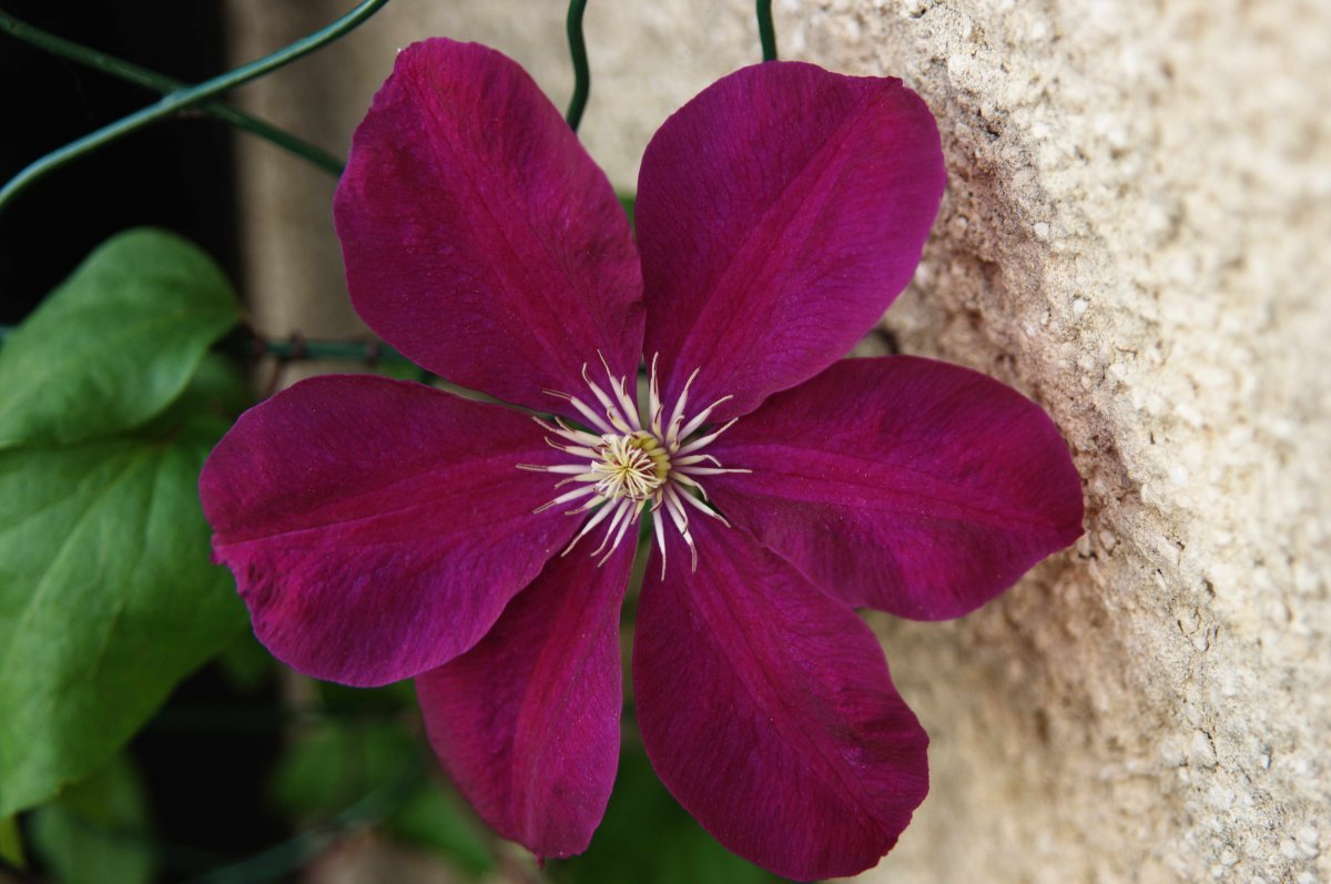 Клематис Этуаль Виолет крупноцветковый - фото 8