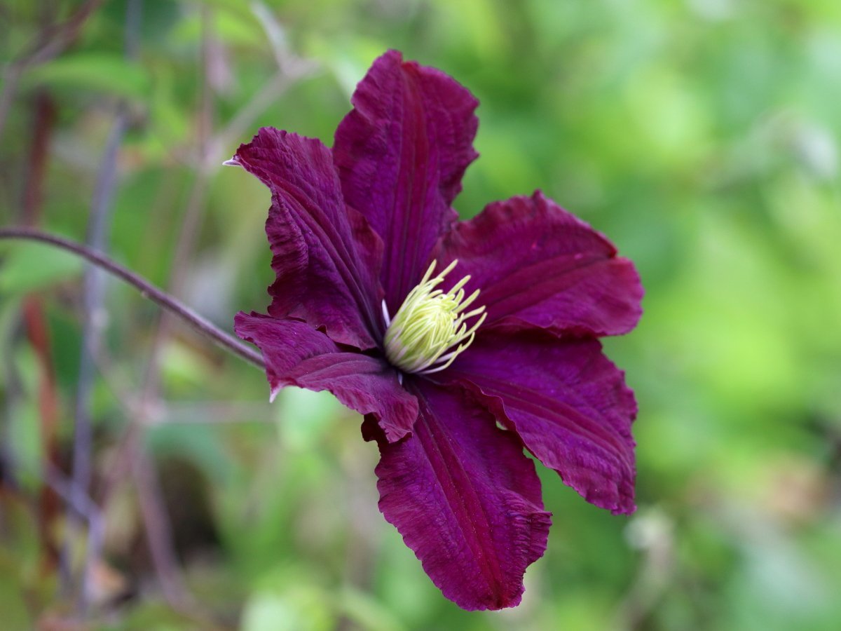 Клематис Этуаль Виолет крупноцветковый - фото 7