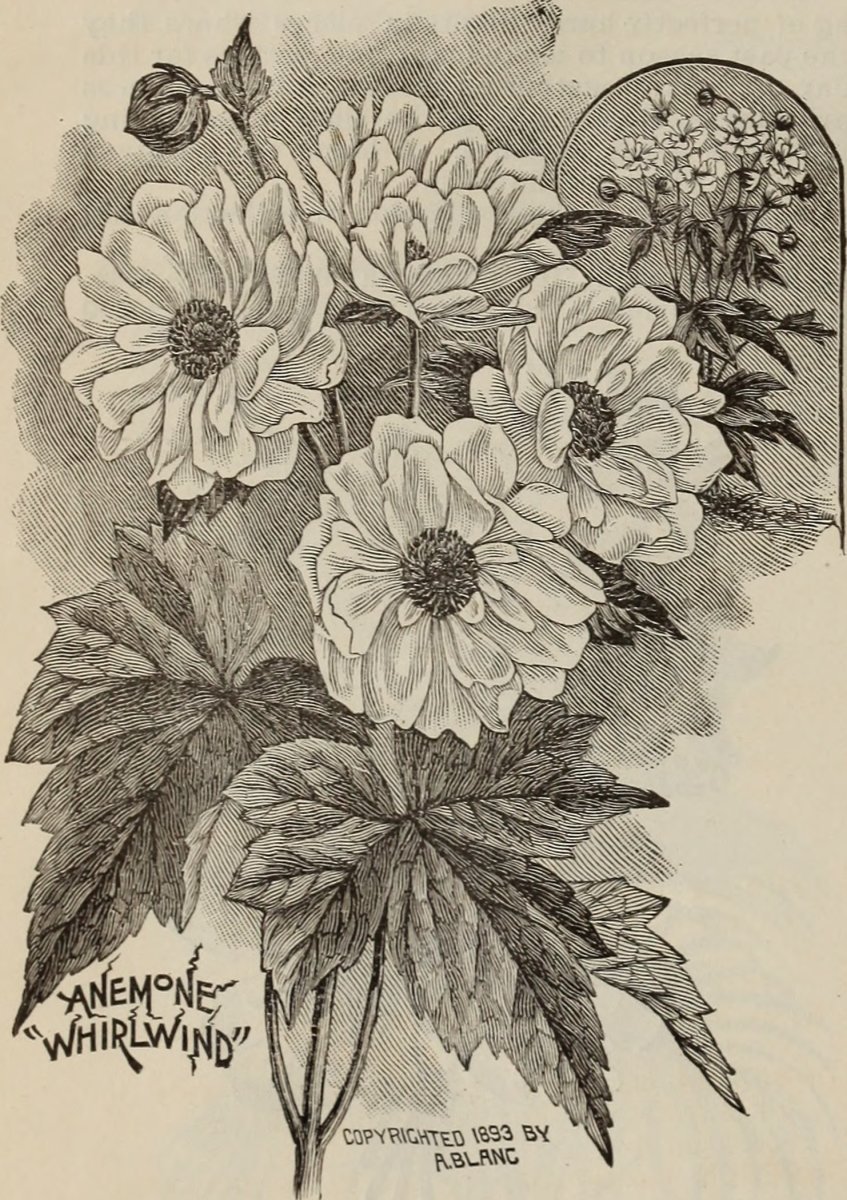 Клематис альпийский голубой - фото 6