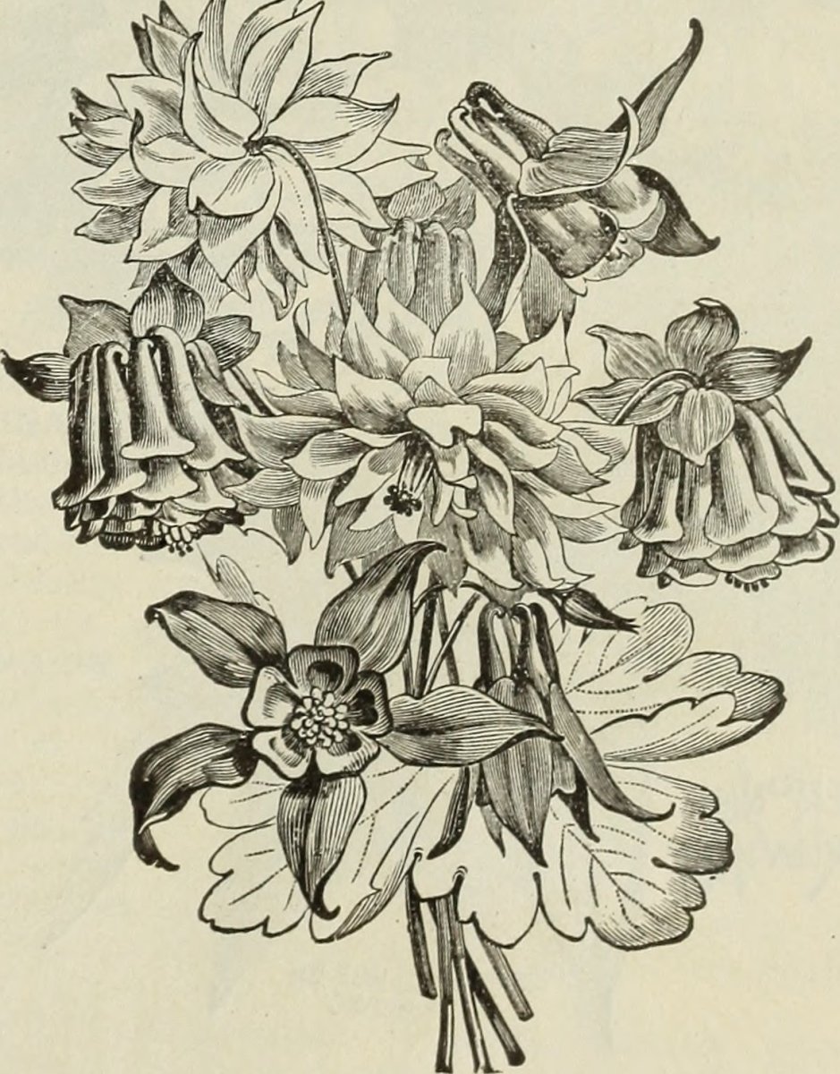 Клематис альпийский голубой - фото 5