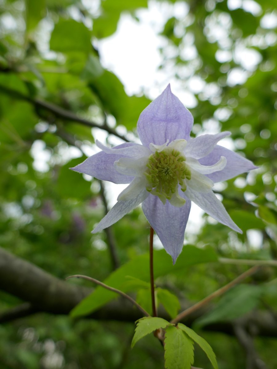 Клематис альпийский голубой - фото 4