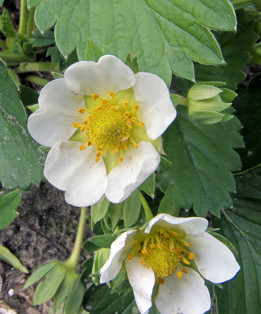 Клубника Корона ремонтантная - фото 3