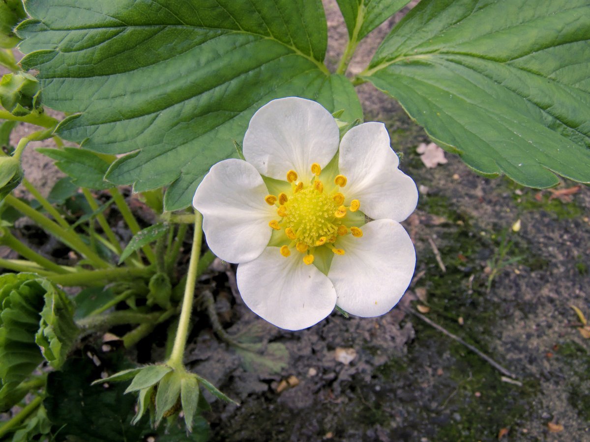 Клубника Корона ремонтантная - фото 2