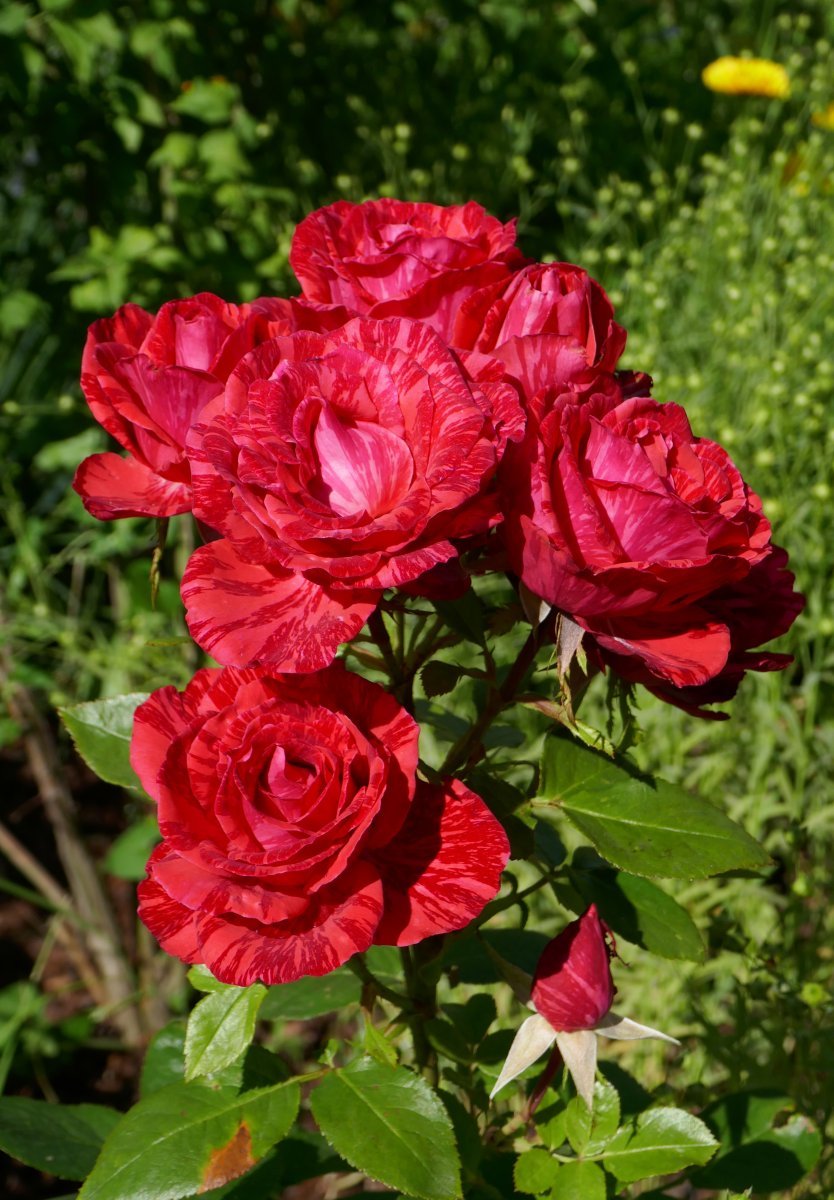 Роза чайно-гибридная Ред Интуишн - фото 9