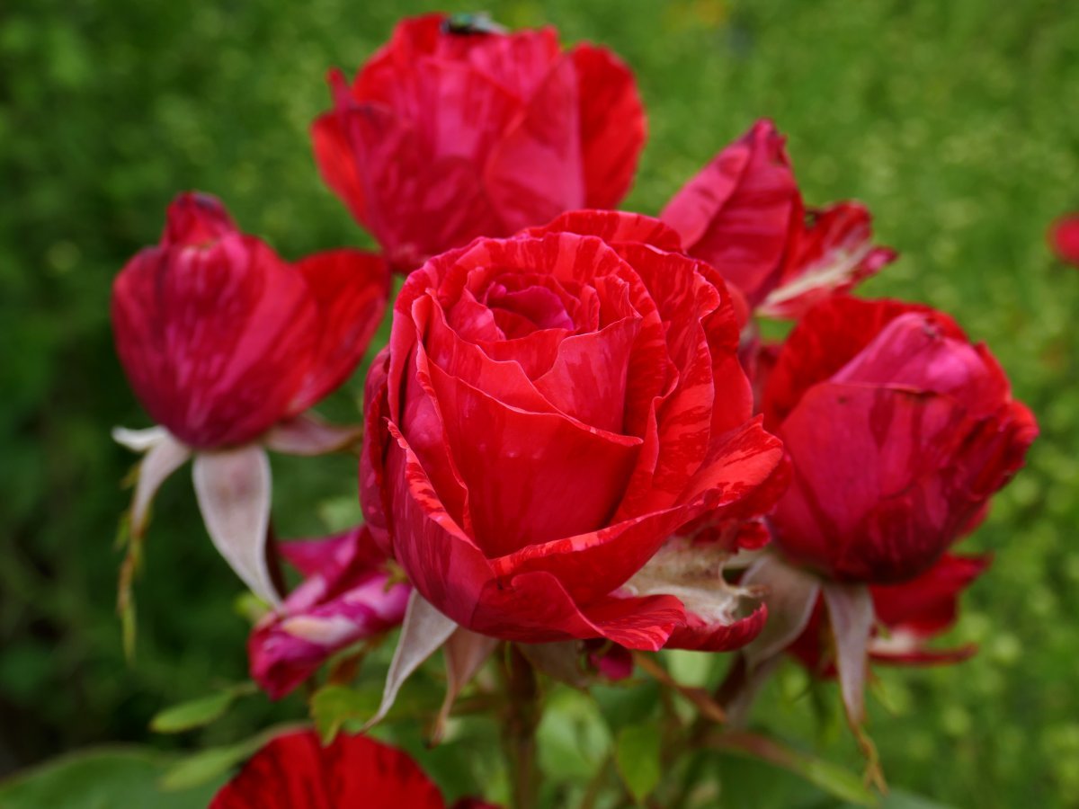 Роза чайно-гибридная Ред Интуишн - фото 11