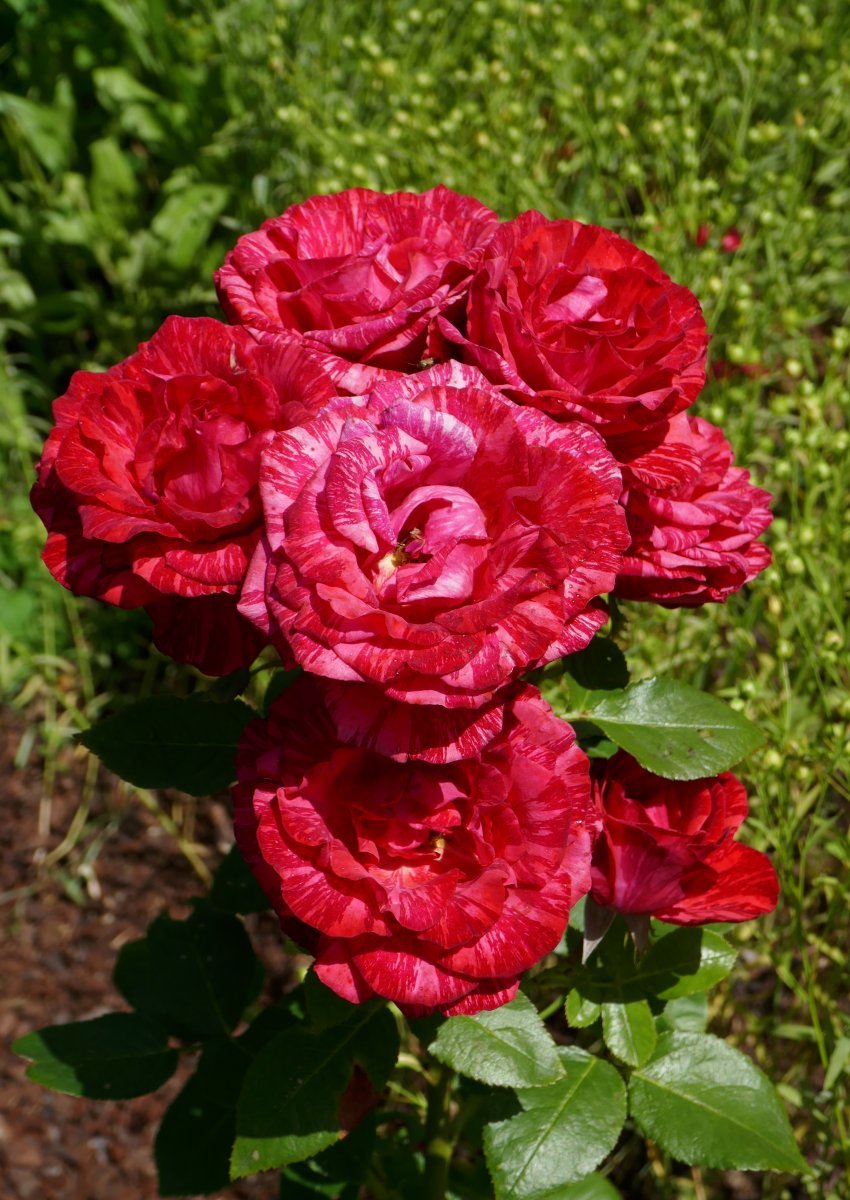 Роза чайно-гибридная Ред Интуишн - фото 6