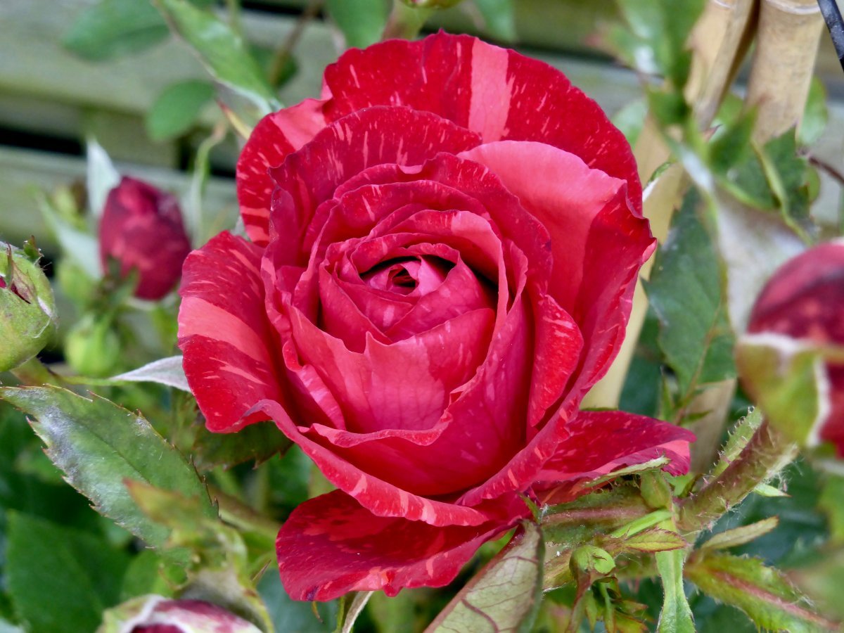 Роза чайно-гибридная Ред Интуишн - фото 3