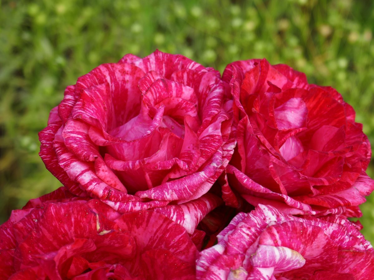 Роза чайно-гибридная Ред Интуишн - фото 5