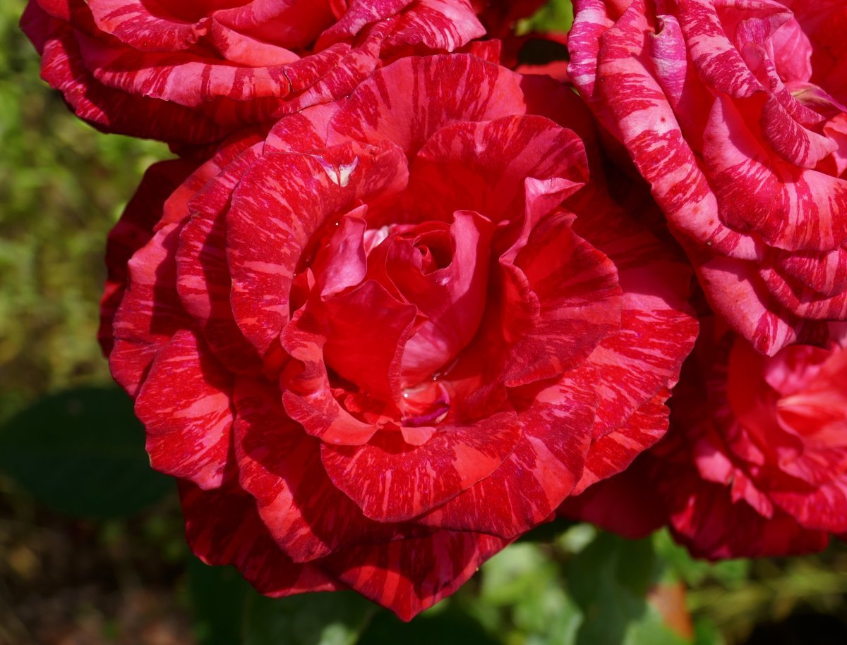 Роза чайно-гибридная Ред Интуишн - фото 7