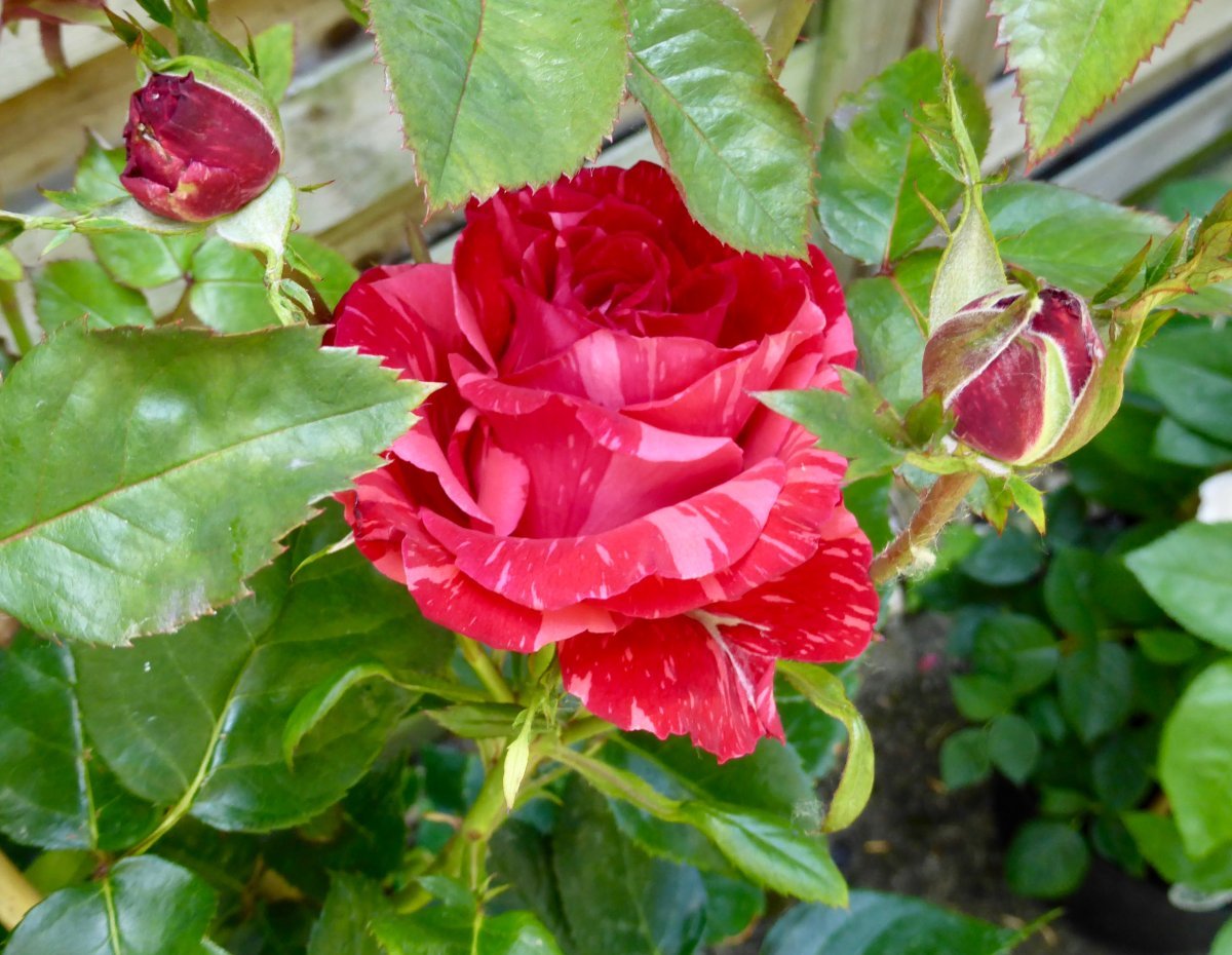 Роза чайно-гибридная Ред Интуишн - фото 4