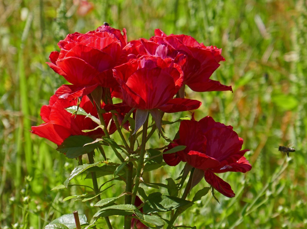 Роза чайно-гибридная Ред Интуишн - фото 10