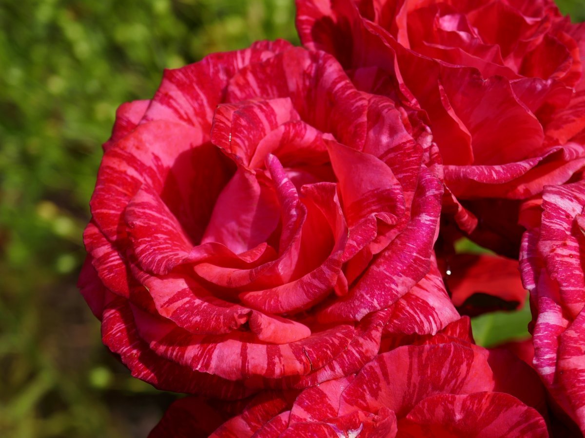 Роза чайно-гибридная Ред Интуишн - фото 8