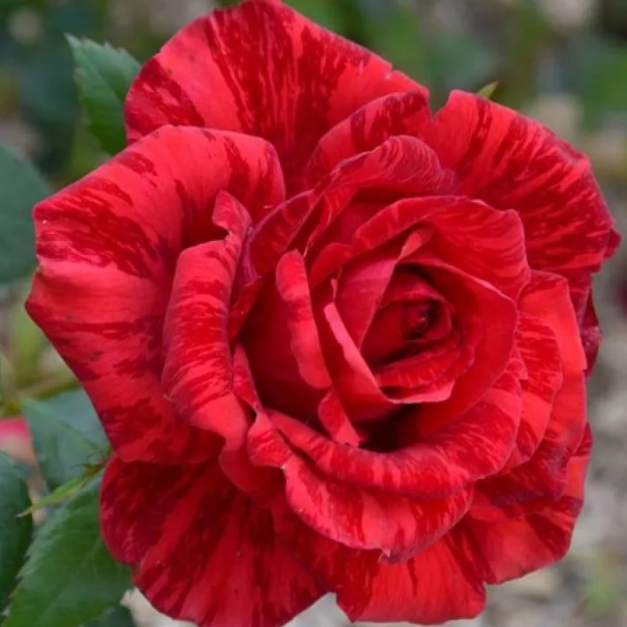 Роза чайно-гибридная Ред Интуишн