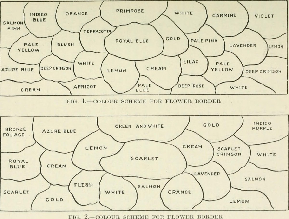 Колокольчик скученный Блю - фото 4
