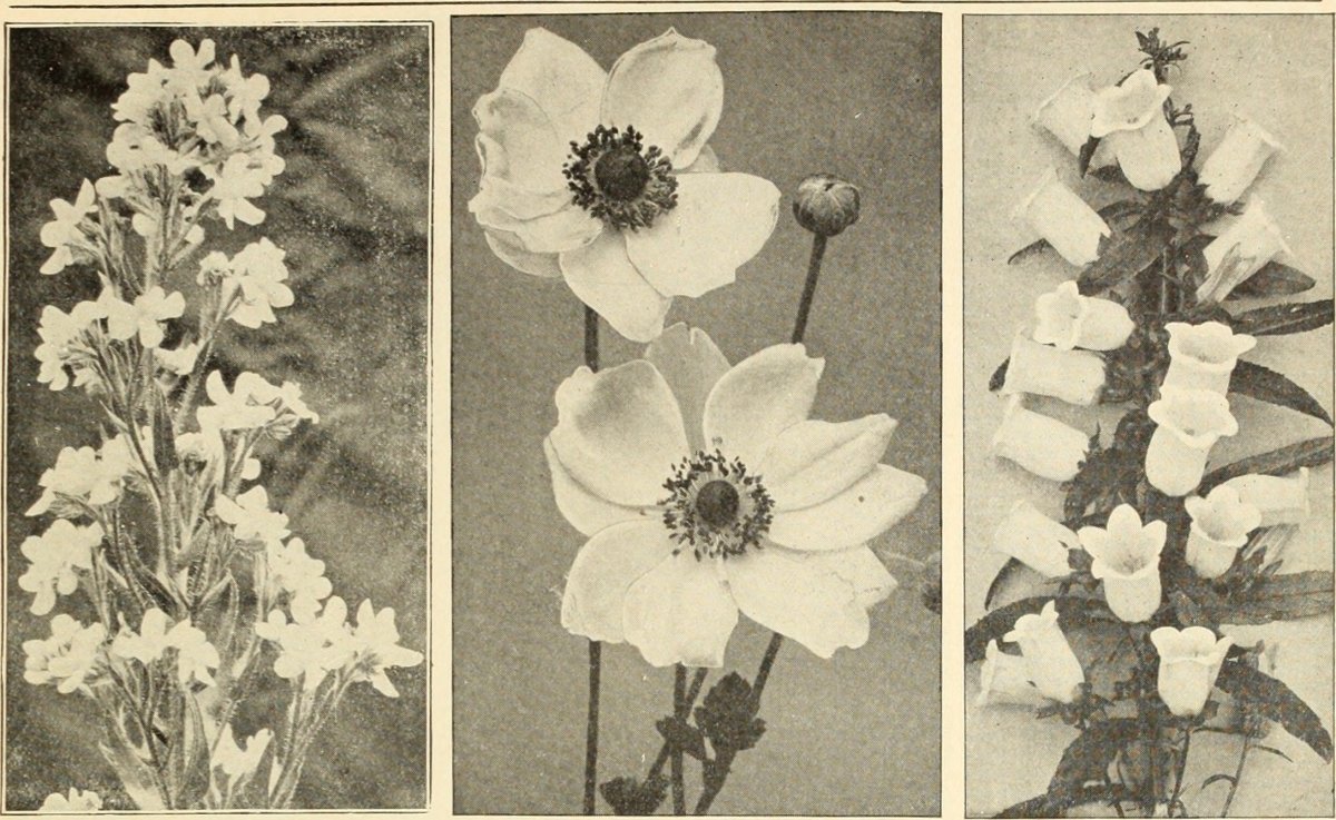 Колокольчик скученный Блю - фото 2