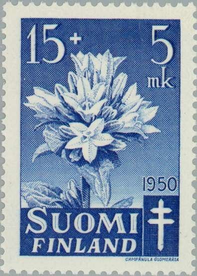 Колокольчик скученный Блю - фото 5