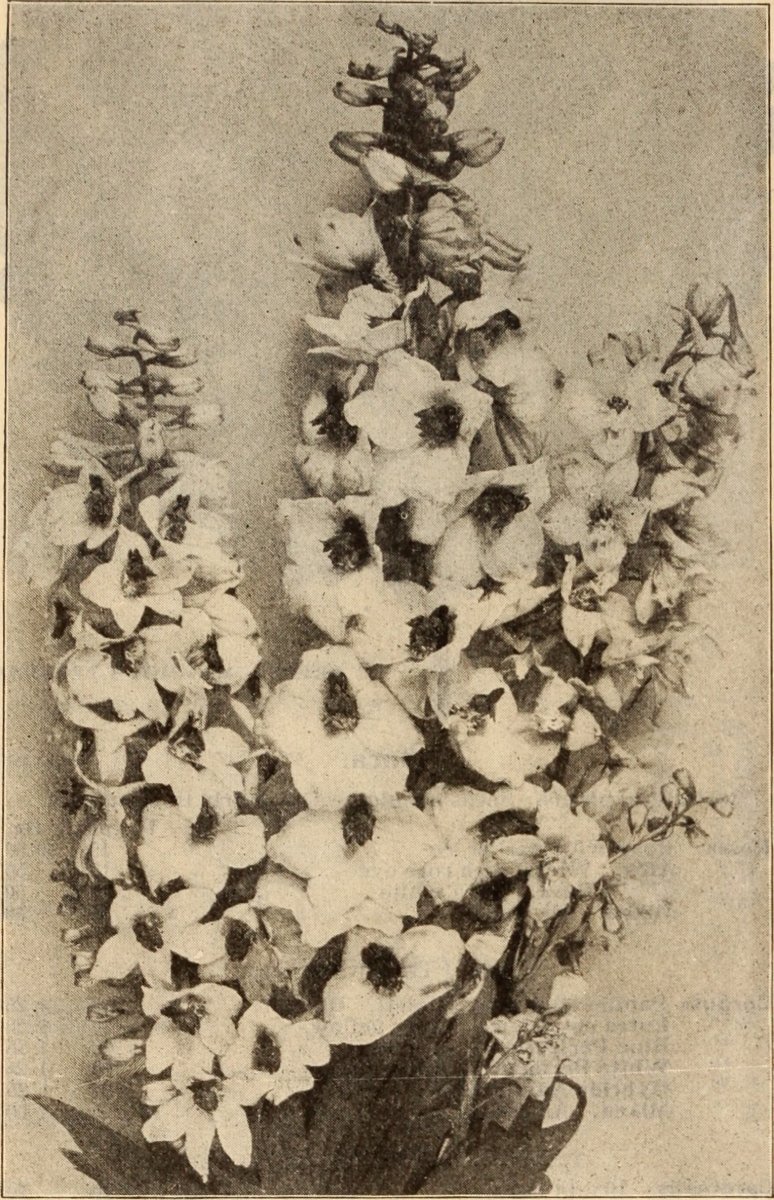 Колокольчик скученный Pink - фото 2