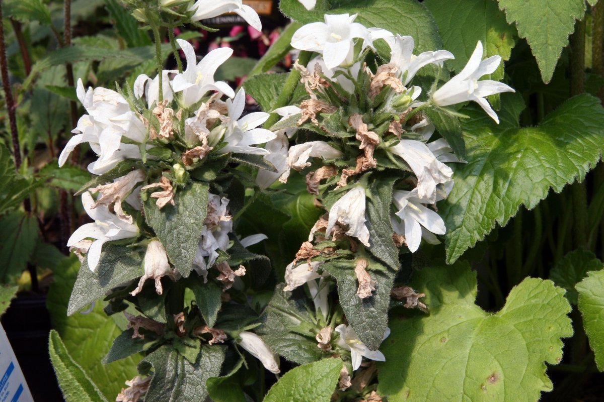 Колокольчик скученный Альба - фото 2