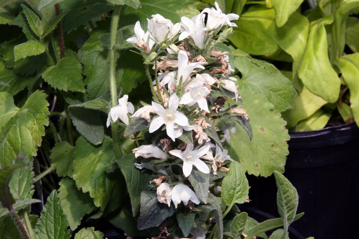 Колокольчик скученный Альба