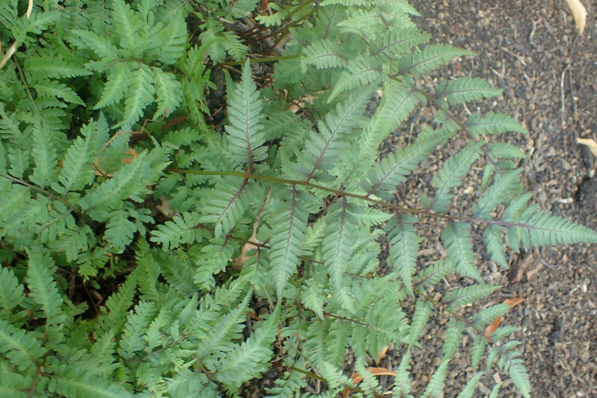 Кочедыжник ниппонский Урсула Ред - фото 2