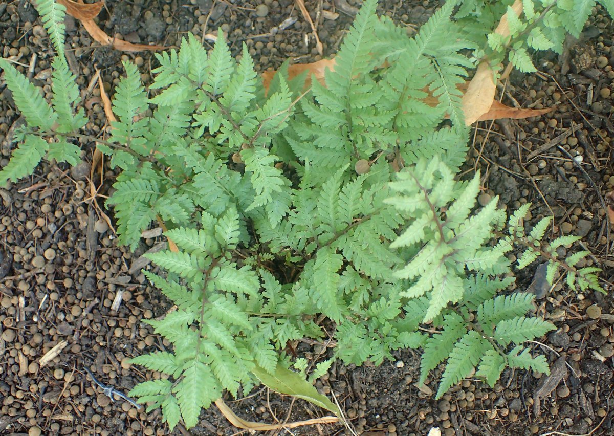 Кочедыжник ниппонский Урсула Ред