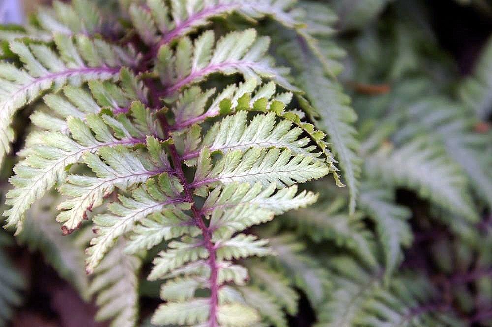 Кочедыжник ниппонский Урсула Ред - фото 8