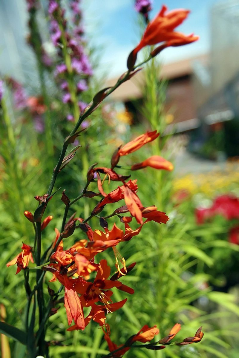 Крокосмия МакКензи - фото 2