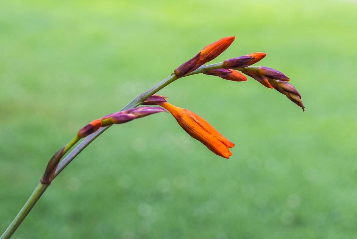 Крокосмия Люцифер - фото 8