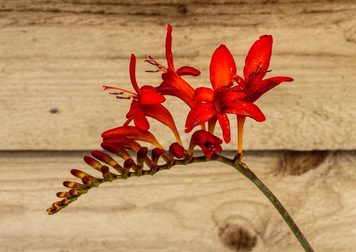 Крокосмия Люцифер - фото 5