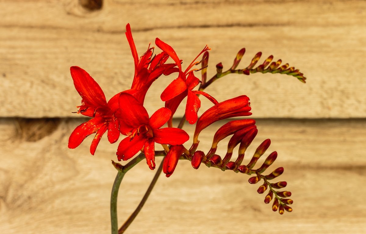 Крокосмия Люцифер - фото 4