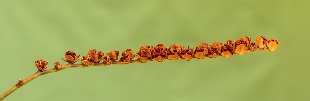 Крокосмия Люцифер - фото 6