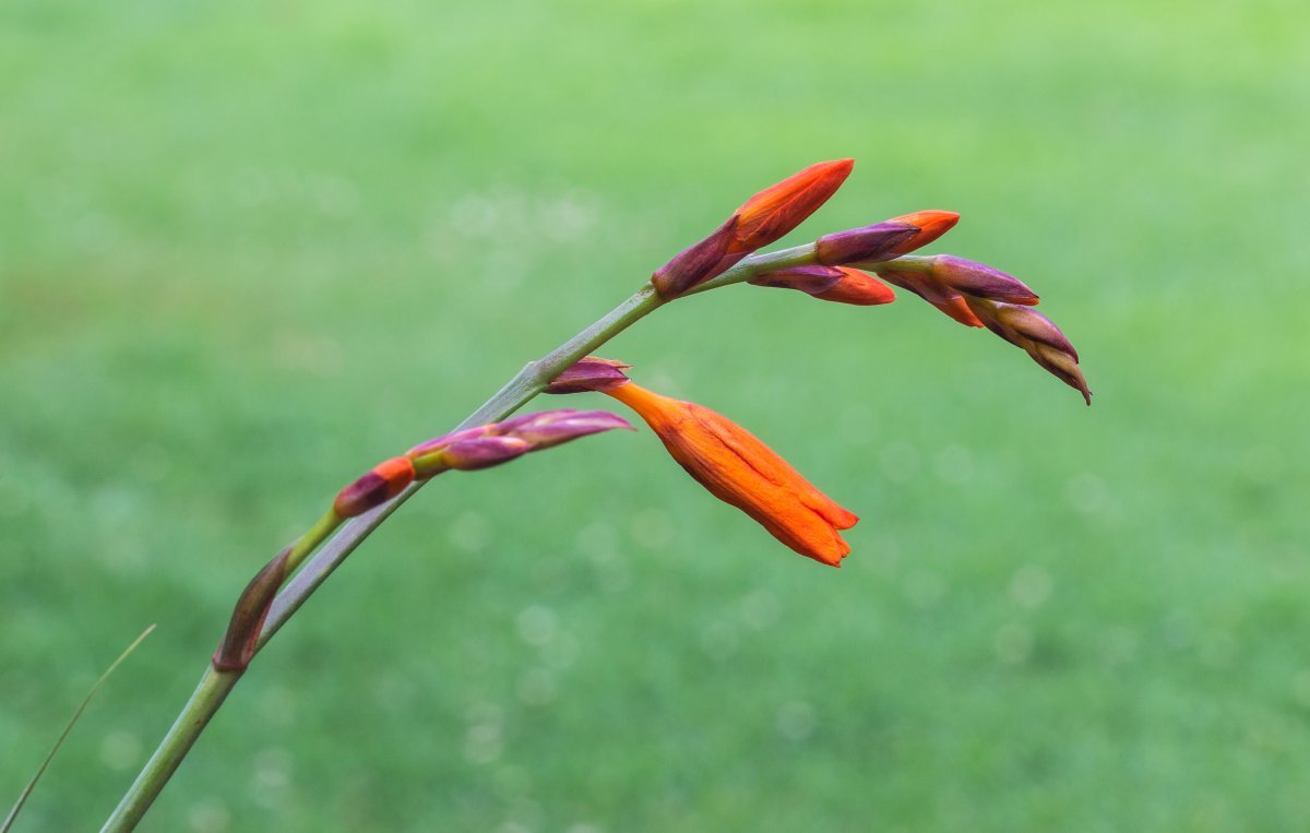 Крокосмия Люцифер - фото 9