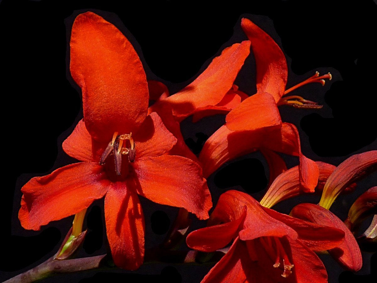 Крокосмия Люцифер - фото 10