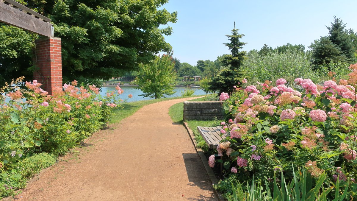 Лабазник Венуста - фото 3