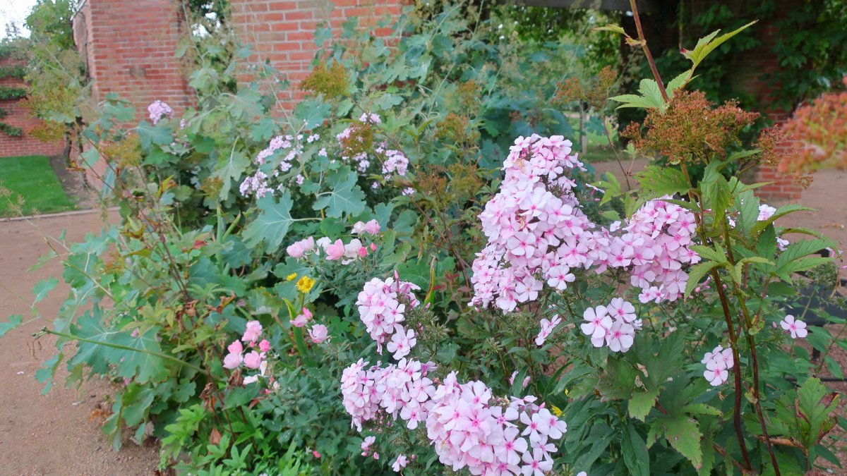 Лабазник Венуста