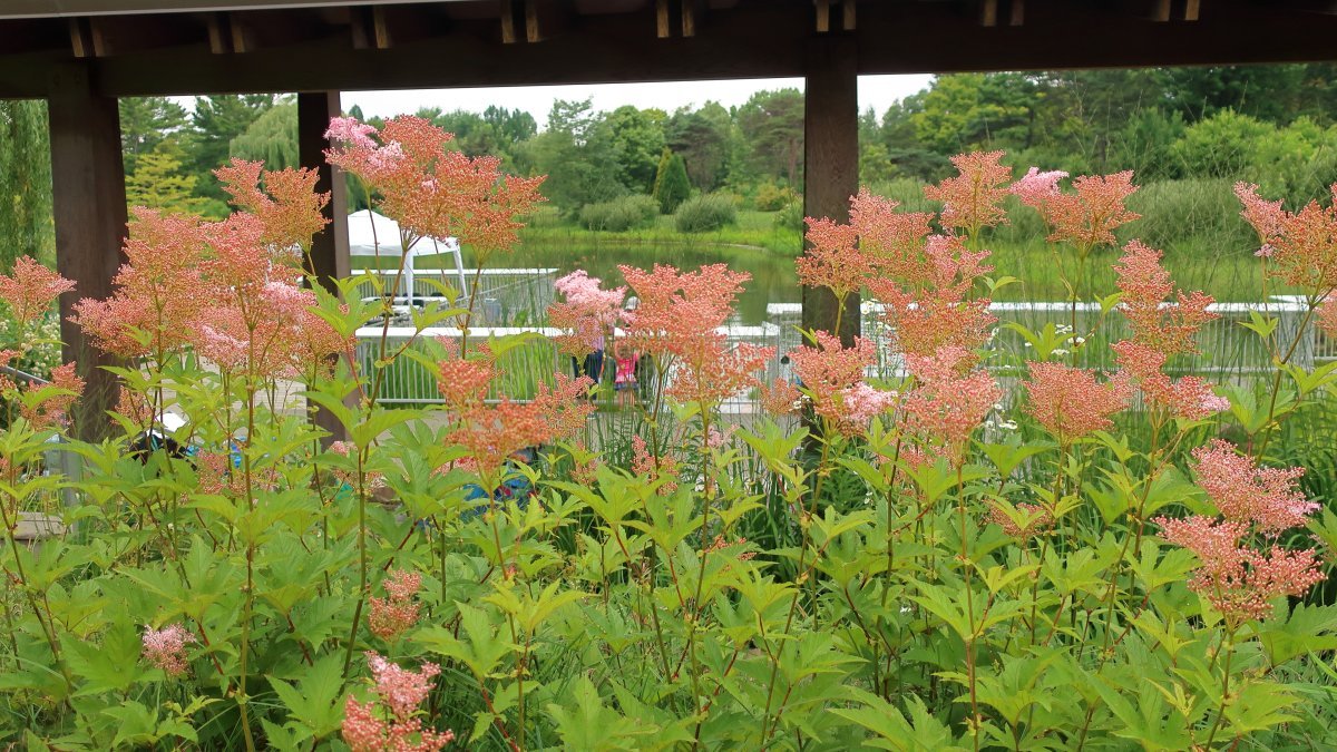 Лабазник Венуста - фото 4