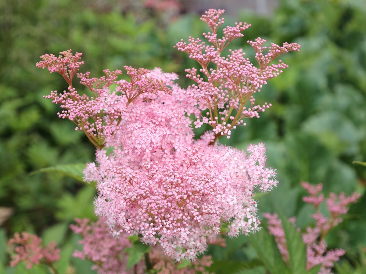 Лабазник Венуста - фото 9