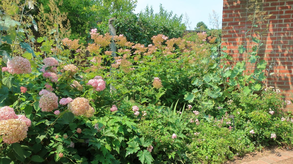 Лабазник Венуста - фото 2