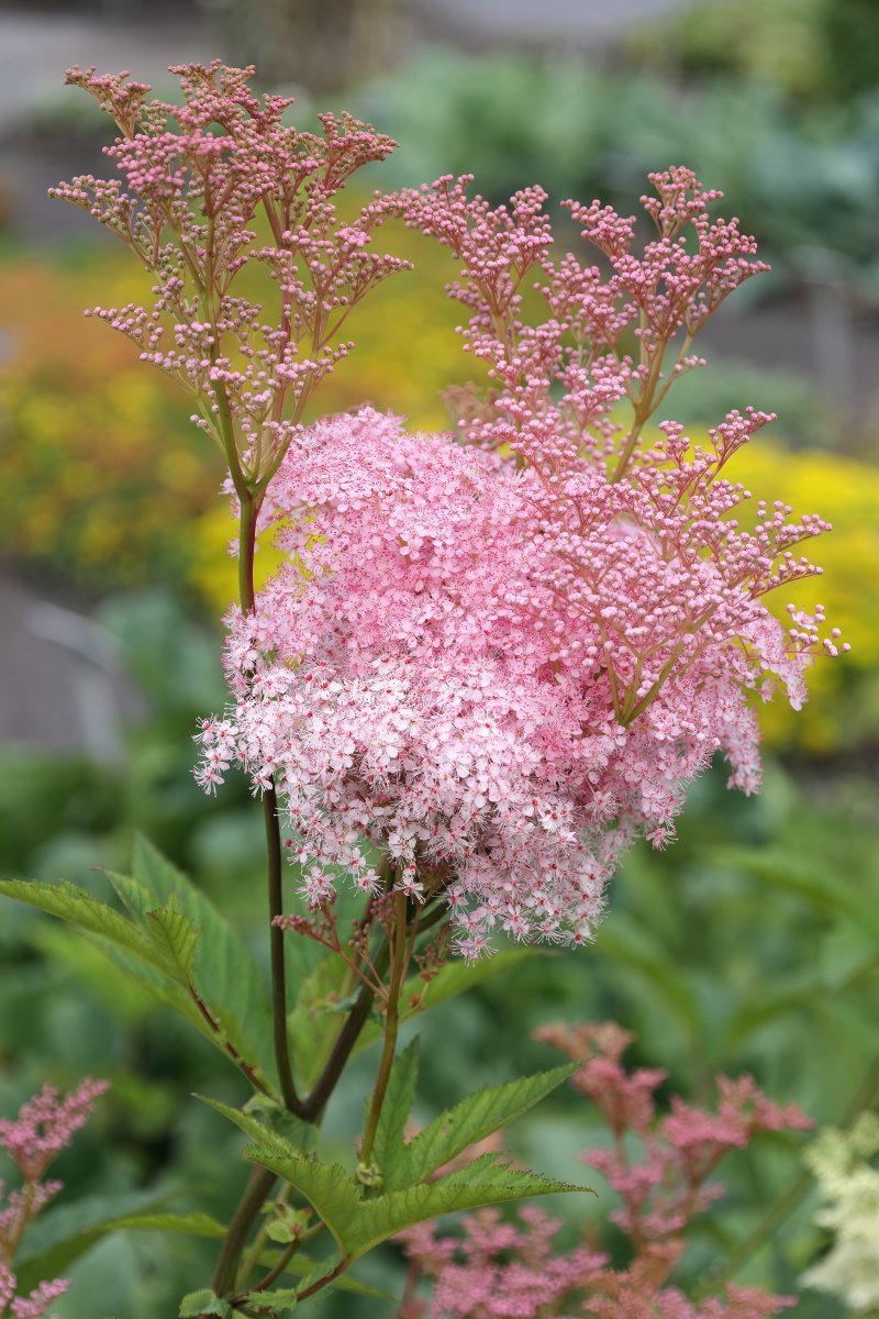 Лабазник Венуста - фото 10