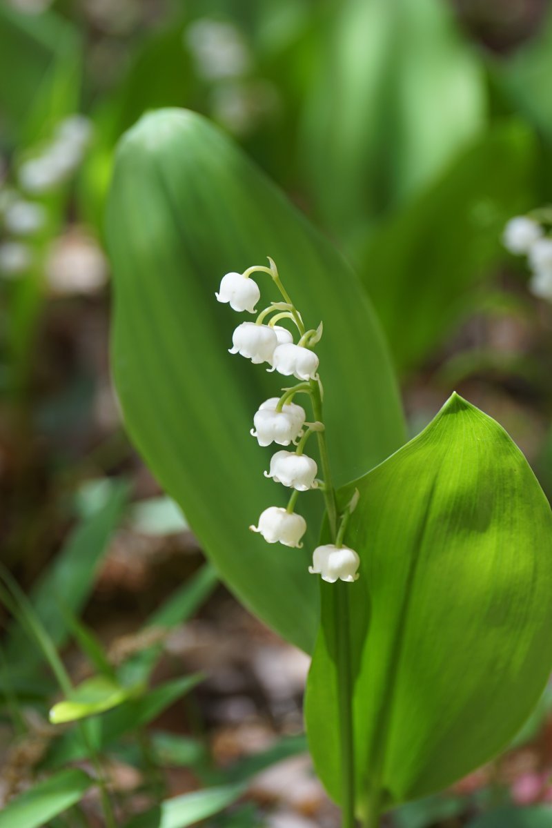 Ландыш майский белый - фото 8