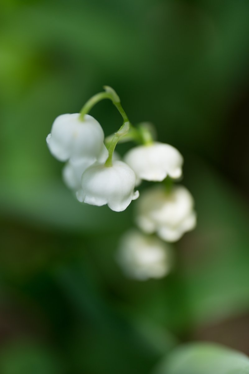 Ландыш майский белый - фото 6