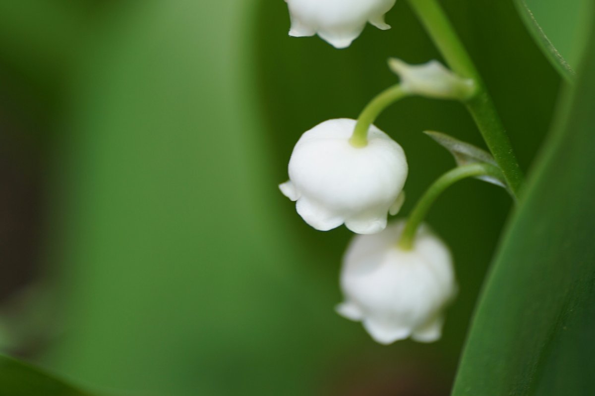 Ландыш майский белый - фото 7