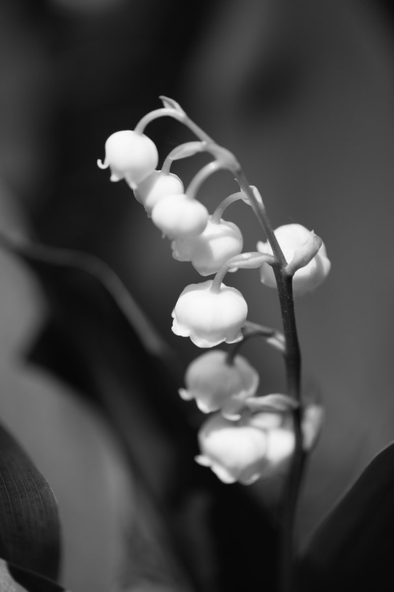 Ландыш майский белый - фото 2