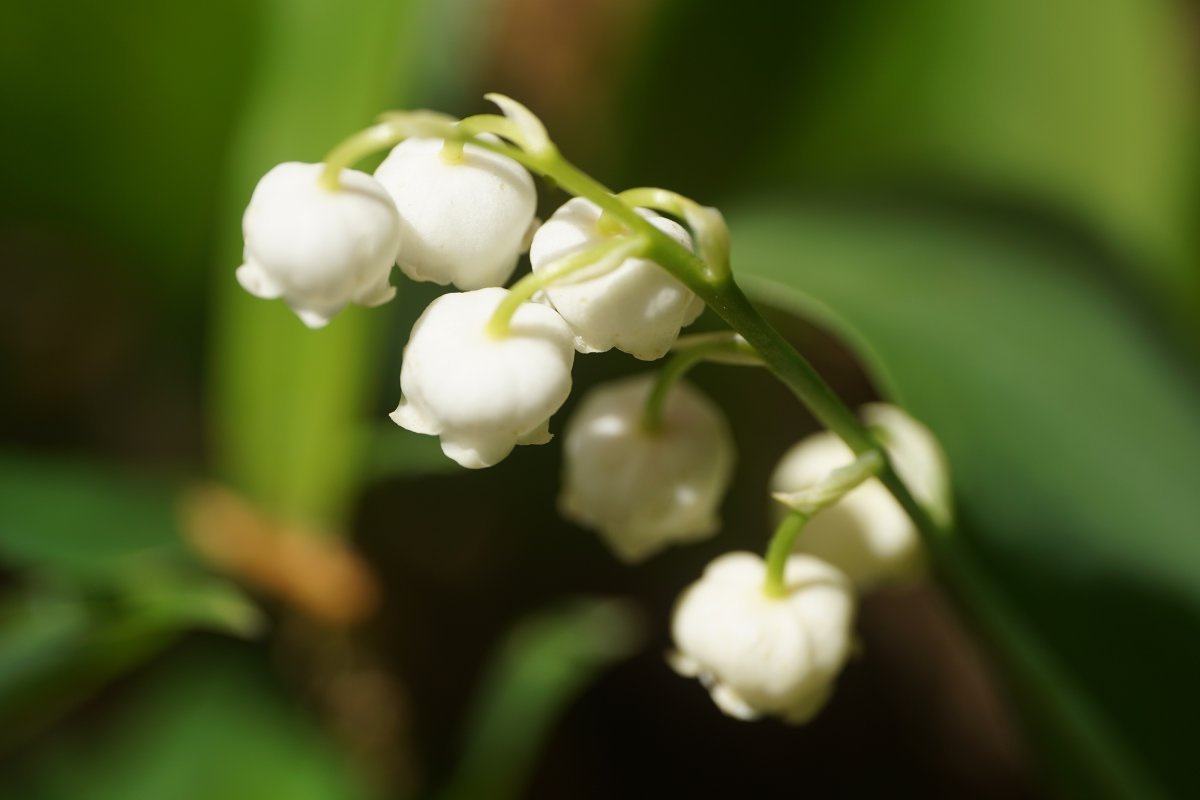 Ландыш майский белый - фото 4