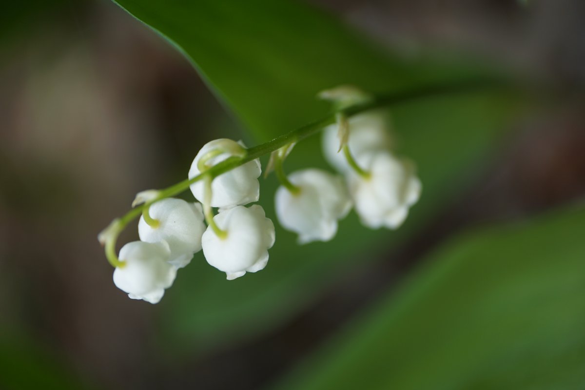 Ландыш майский белый