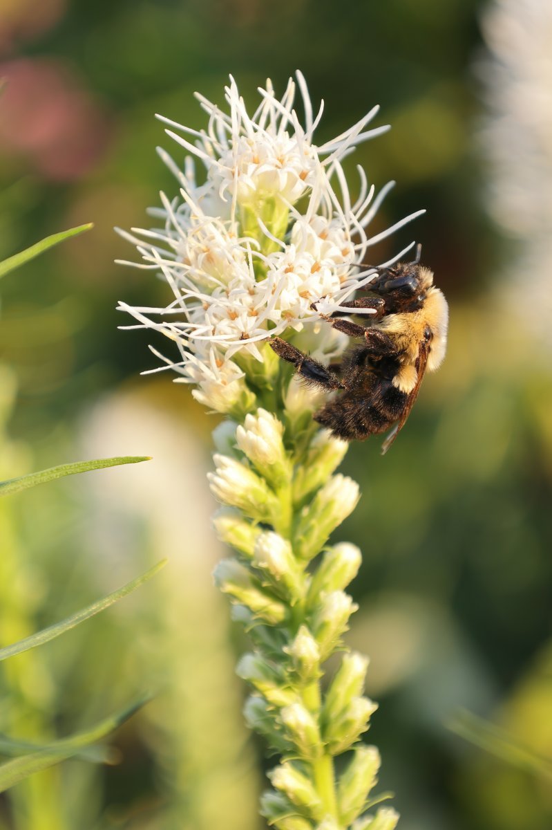 Лиатрис Спиката Альба - фото 4